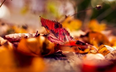 Autumn Beauty, Falling Leaves and… Seasonal Depression?!